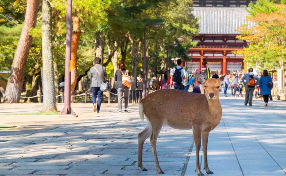 奈良公園<